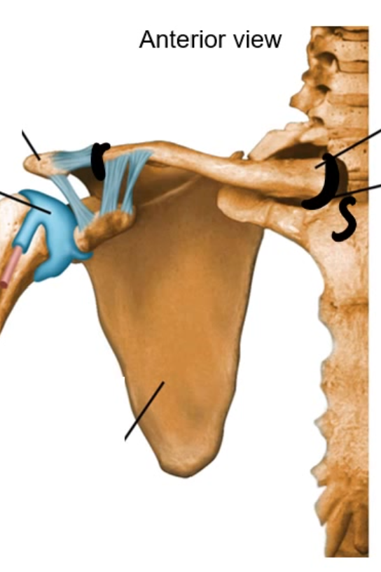 <ul><li><p>The “Collar Bone”</p></li></ul><p></p><p><span style="color: rgb(236, 244, 6);">Flat, curved, superficial bone </span></p><ul><li><p>Sternal end </p></li><li><p>Acromial end </p></li><li><p>Shaft</p></li></ul><p></p>