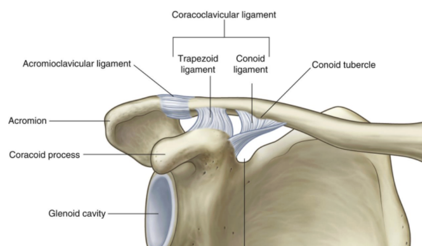 <p><span><strong>glenohumeral joint-</strong> coracoclavicular ligament</span></p>