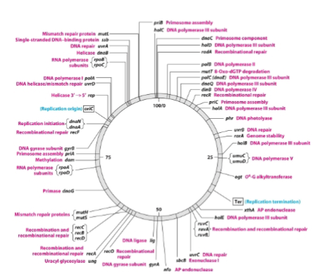 <p>What does E. Coli have </p>