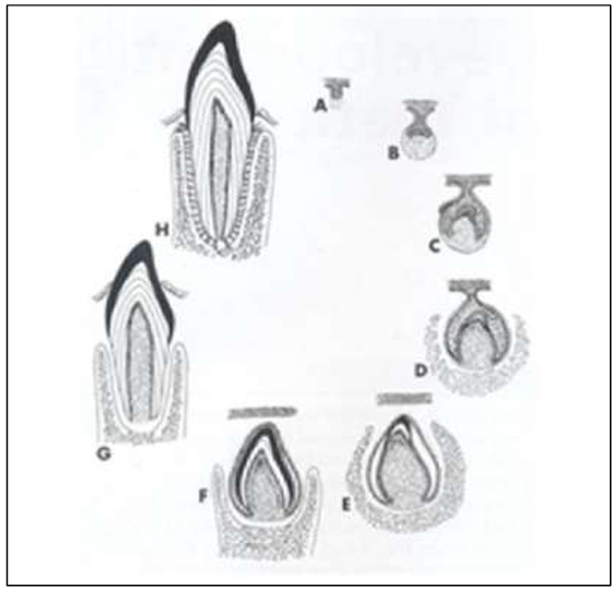 <p>Lá răng > nụ răng > mũ răng > ngà và men > thân răng > chân răng > chóp răng.</p>