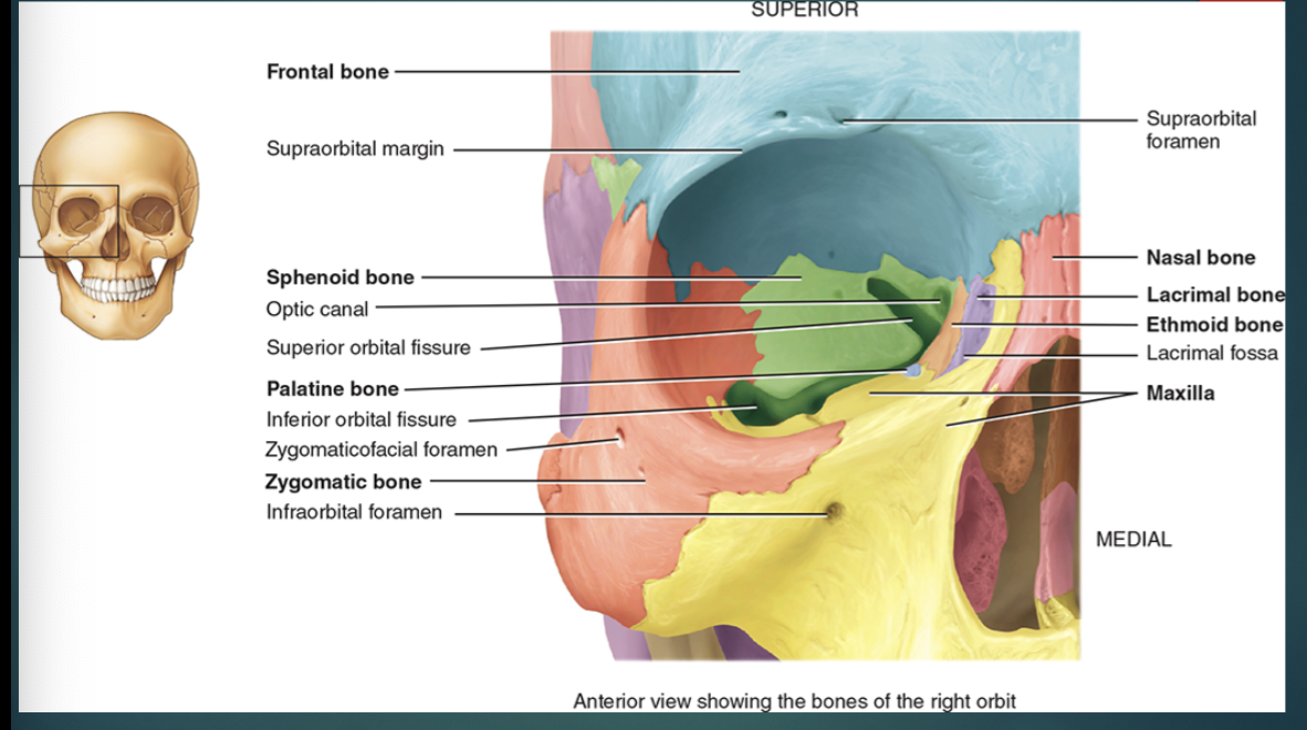 <p>Lacrimal bones (2)</p>