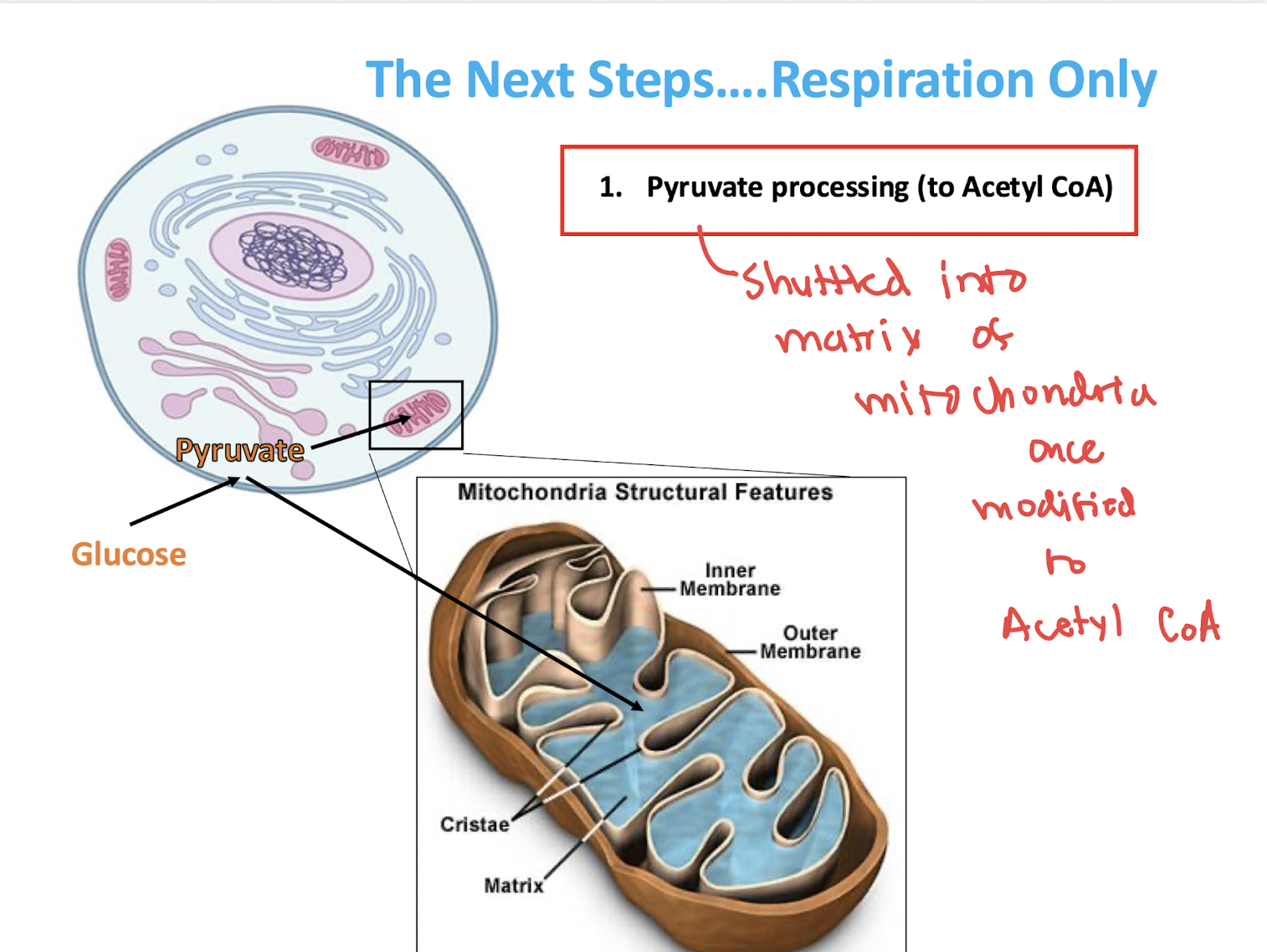 <p>pyruvate processing must occur</p><p>—> turned to Acetyl CoA</p><ul><li><p>shuttled into matrix of mitochondria (cytoplasm of mitchondria) </p></li></ul><p></p>