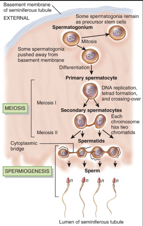 <ol><li><p>Spermatogonia (mitosis phase)</p><ul><li><p>Diploid stem cells (2n) located at the outer edge of the seminiferous tubules divides into 2 daughter cells by mitosis </p></li><li><p>1 remains a stem cell</p></li><li><p>1 differentiates into a primary spermatocyte</p></li></ul></li><li><p>Primary Spermatocytes (meiosis I)</p><ul><li><p>Undergoes meiosis I and results in 2 secondary spermatocytes, each haploid (h)</p></li></ul></li><li><p>Secondary spermatocytes (meiosis II)</p><ul><li><p>Undergoes meiosis II and results in 4 spermatides (still haploid)</p></li></ul></li><li><p>Spermatids (spermogensis)</p><ul><li><p>Transforms structurally: develops a tail, form acrosome, condense nucleus, shed ecess cytoplasm</p></li></ul></li><li><p>Spermatozoa (mature sperm)</p><ul><li><p>Fully formed haploid sperm cells</p></li><li><p>Release into lumen of the seminiferous tubules</p></li></ul></li></ol><p></p>