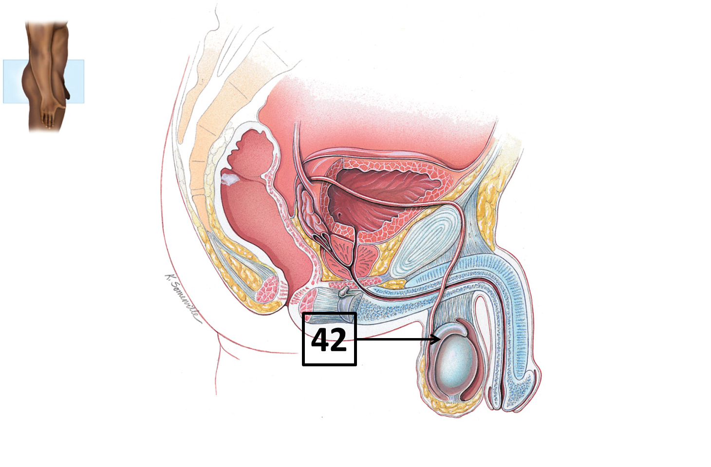 <p>Name and function </p>