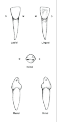 <p>- distal longitudinal groove</p><p>- distal curvature</p>
