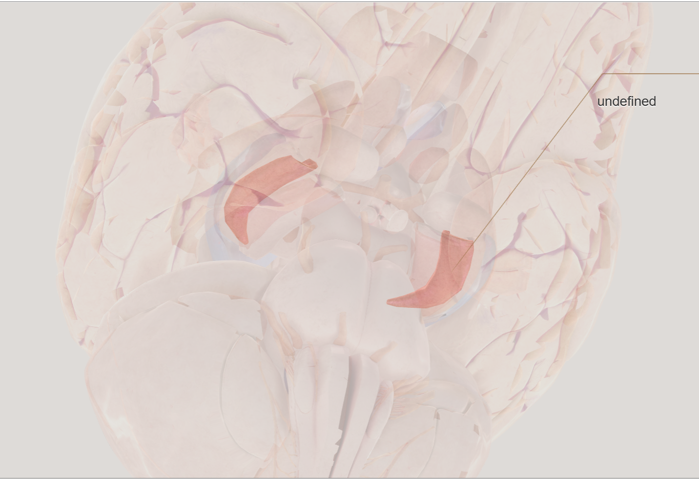 <p>on the inside of the hippocampus</p>