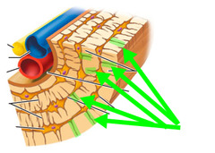 <p>a small channel or duct.</p>