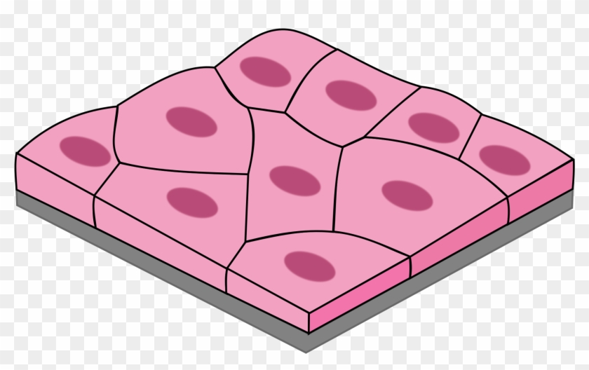 <p>what kind of epithelial tissue is this?</p>