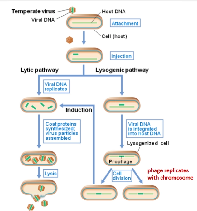 <p>→ Een faag landt op de bacterie, boort gaatjes en spuit zijn virale DNA naar binnen (<span><em>injection</em></span>). Vanaf hier zijn er twee routes:</p><ol><li><p><span><strong>Lytic pathway (De sloper):</strong></span> Het virale DNA kaapt de bacterie, dwingt de productie van duizenden nieuwe fagen af, en laat de bacterie exploderen (<span><strong>lysis</strong></span>).</p></li><li><p><span><strong>Lysogenic pathway (De slaper):</strong></span> De zogenaamde <span><em>temperate virussen</em></span> slopen de bacterie niet direct. Het faag-DNA integreert geruisloos in het bacteriële chromosoom (<span><strong>phage genome integrated in chromosome</strong></span>). De bacterie leeft gewoon door, deelt zich, en kopieert het geïntegreerde faag-DNA (nu een <span><strong>profaag</strong></span> of <span><em>dormant virus</em></span> genoemd) trouw mee naar alle nakomelingen.</p></li></ol><p></p>