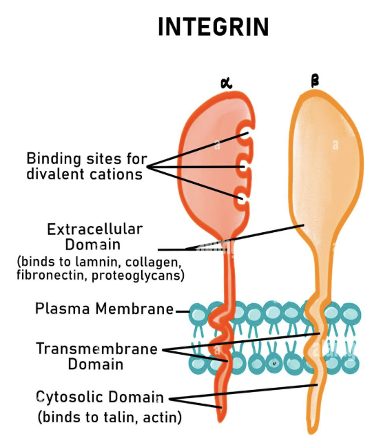 <p><span style="background-color: transparent;">Proteins that attach cells to extracellular molecules</span></p><ul><li><p>A bridge that connects inside cell to outside the cell</p></li></ul><p></p>
