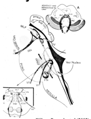 <p>All except which nerve leave ventral surface of brain stem, up the surface to reach required height to advance forward to the orbit?</p>
