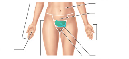 <p>area where thigh meets body trunk; groin</p>