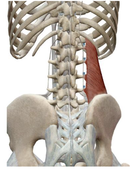 <p>Quadratus Lumborum Insertion </p>