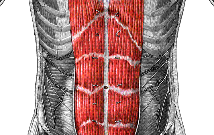 <p>What muscle is this?</p>