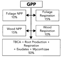 <p>Carbon allocation: Where a plant puts the photosynthate (carbon)?</p>