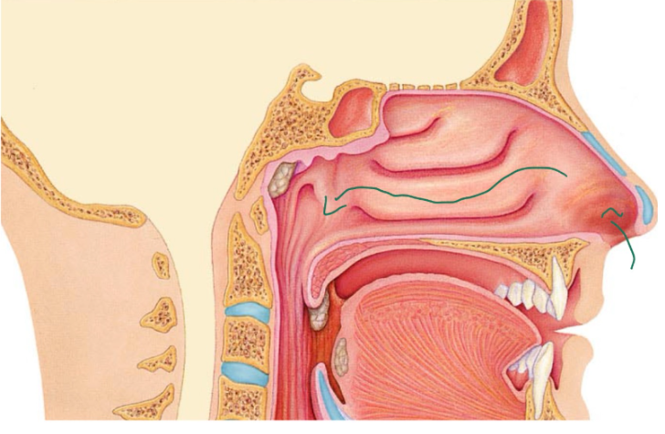 <p><span style="background-color: transparent;">Air enters from the external nares (nostrils) to the nasal cavity, internal nares, and then nasopharynx. It’s divided by the nasal septum, which is made up of cartilage and bone.</span></p>