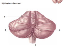 <p>The dorsal surface of the brain.</p><p>Cerebrum removed.</p><p>6</p>