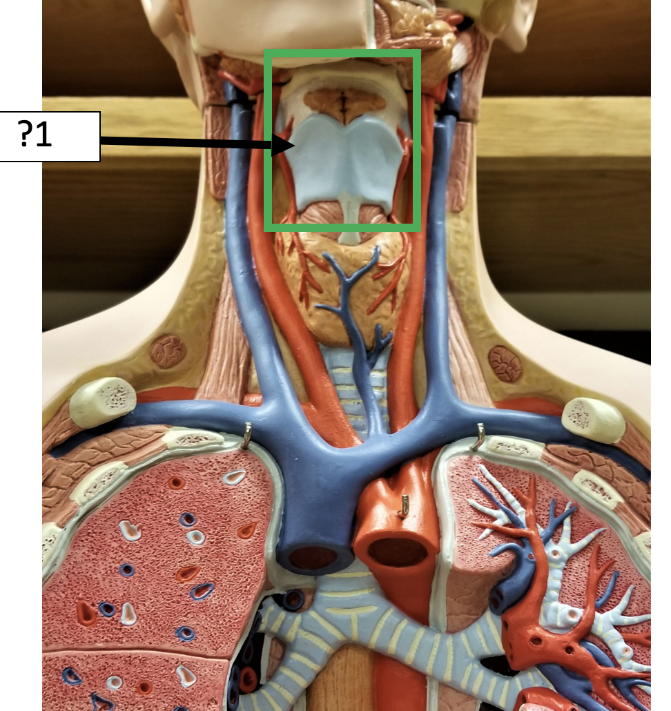 <p>1 Name the entire structure?</p>