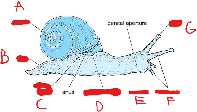 <ol><li><p>identify Kingdom, Phylum, Class, Informal Group, Genus</p></li><li><p>identify a-g</p></li></ol><p></p>