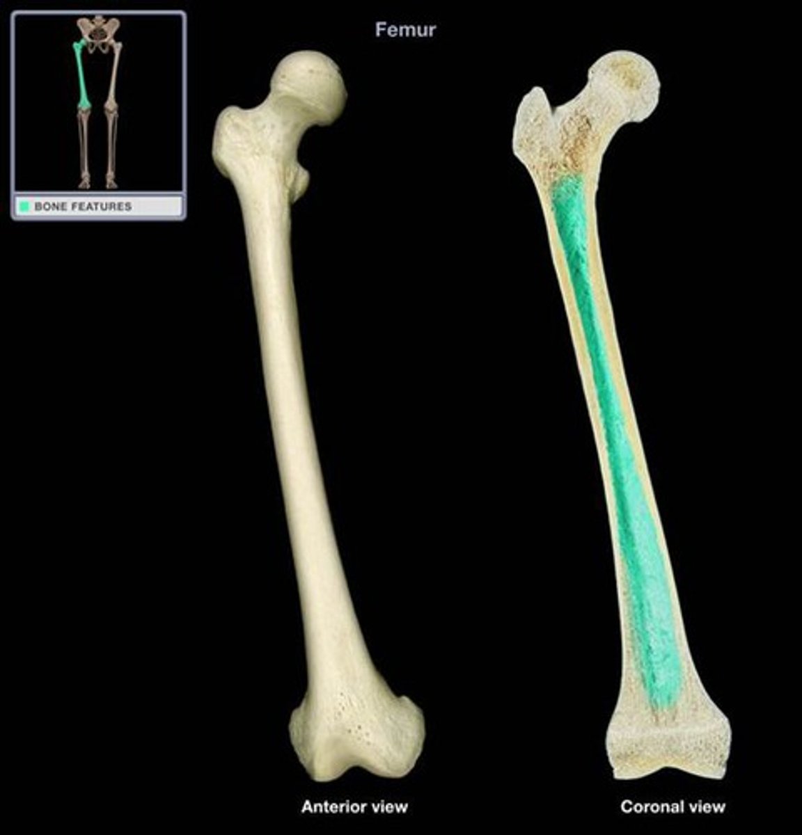 <p>Central cavity containing marrow.</p>