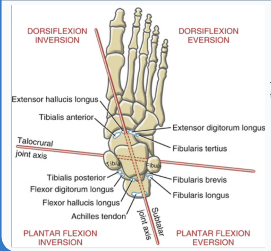<p>the TA has a greater inversion torque potential that the extensor hallucis longus due to its longer moment arm </p>