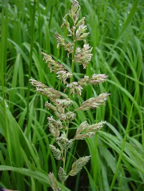 <p>Phalaris arundinacea</p>