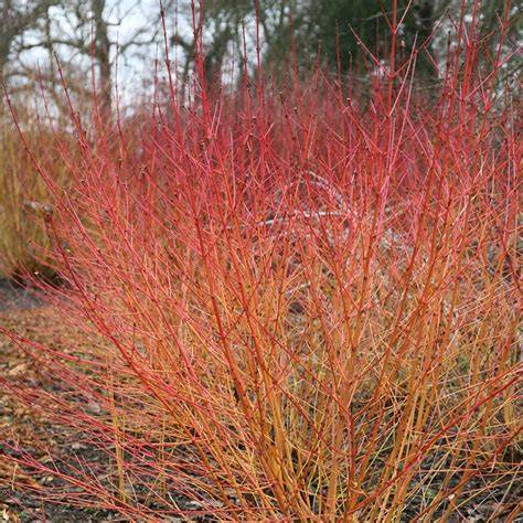 <p>Decorative Stems</p>