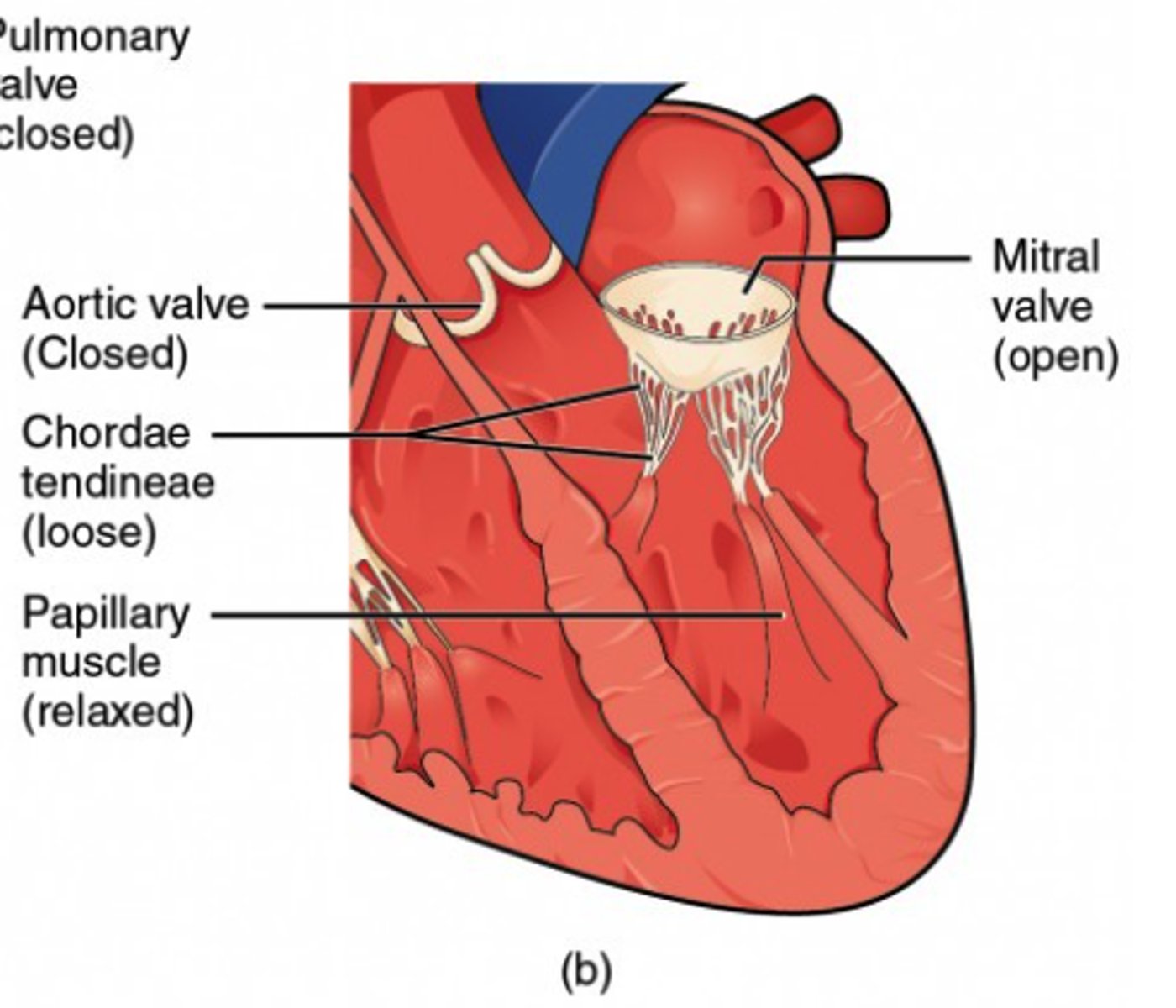 <p>papillary muscles and</p><p>chordae tendinae</p>