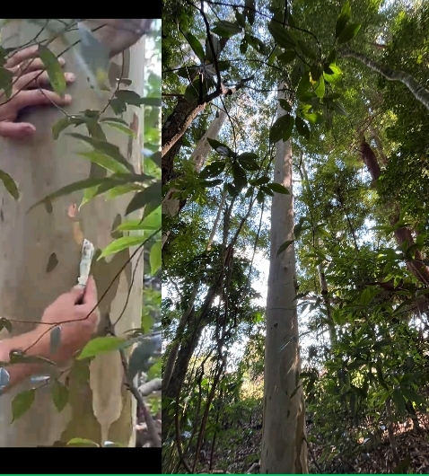 <p>Corymbia citriodora</p>