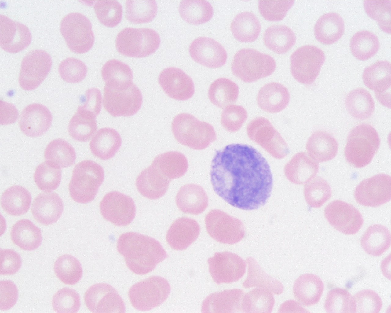 <p>Identifica el tejido y las células presentes</p>