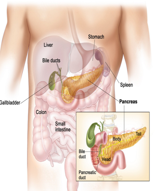 <ul><li><p>organ the size of a hand, located behind (posterior) the stomache and consists of two glands/portions</p><ul><li><p>exocrine gland</p></li><li><p>endocrine gland</p></li></ul></li></ul><p></p>