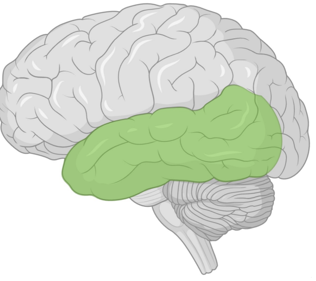<p>Function of temporal lobe</p>