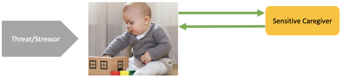 <ul><li><p>sensitive caregiver </p><ul><li><p>tune into signals &amp; respond appropriately </p></li><li><p>go to caregiver for comfort &amp; support </p></li></ul></li><li><p>working model </p><ul><li><p>view others as available/supportive </p></li><li><p>view self as worthy of love/care </p></li><li><p>positive expectations of others </p></li><li><p>self confidence/self-regulation </p></li></ul></li><li><p>security/insecurity &amp; mental health theories </p><ul><li><p>insecure-resistent (fearful of new &amp; social situations) —> internalising </p></li><li><p>insecure-avoidant (struggling to form intimate relationships) —> externalising </p></li><li><p>disorganised —> internalising/externalising </p></li></ul></li></ul><p></p>