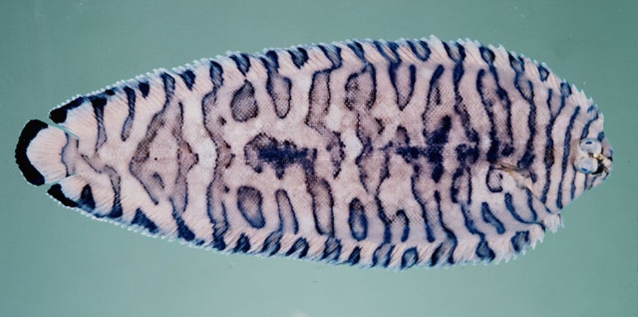 term image