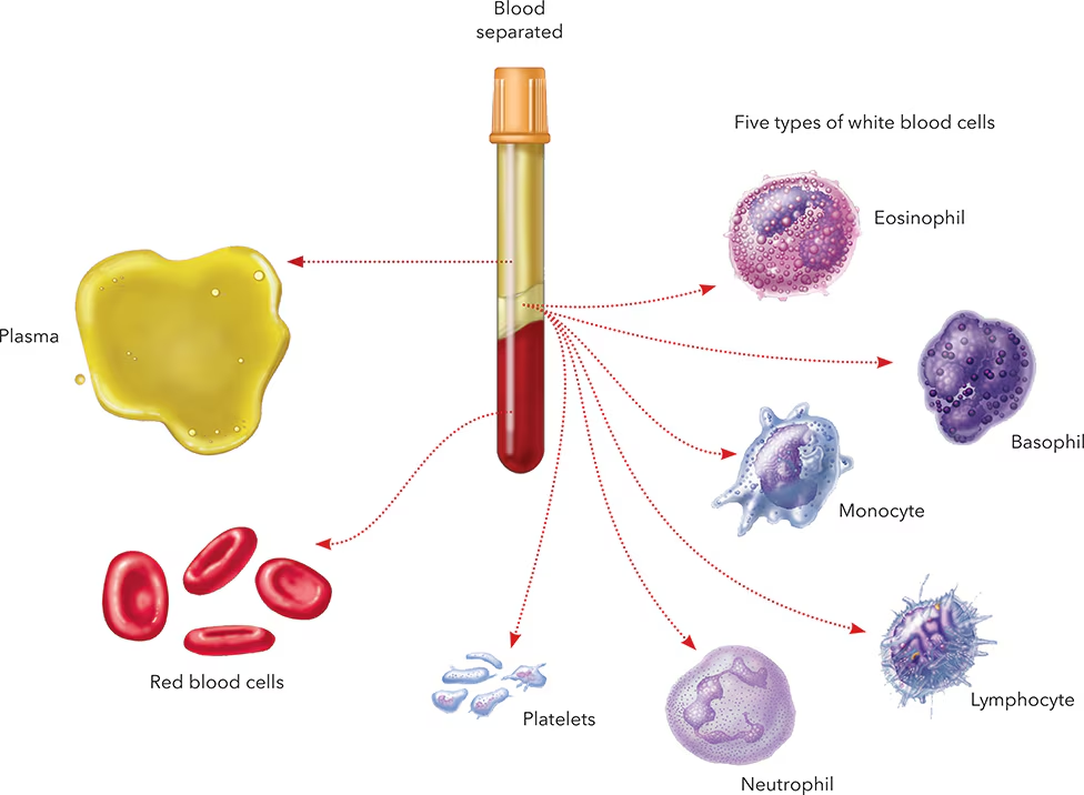 <p>Membrane-enclosed fragments of specialized cells; can release clotting factors</p>