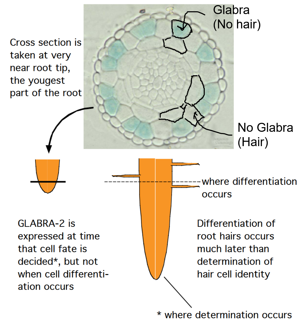 <p>Regarding GLABRA:</p>