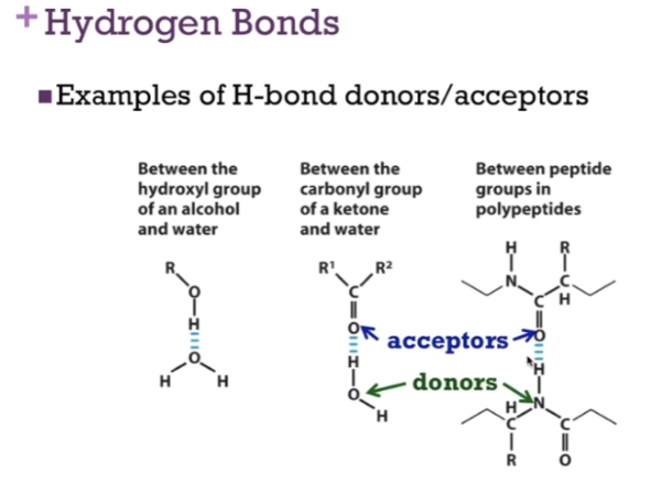 <p><span style="background-color: transparent;">H-bond donors/acceptors. </span><strong>Blue arrow = H-bond acceptor</strong> = EN element (right of periodic), lone pairs of electrons to share. Here = both oxygen in a carbonyl group. <strong>Hydrogen bond dono</strong>r would be an EN element that has a <strong>H atom to share</strong><span style="background-color: transparent;">. On left, water = our donor. ON the right, we have an amine group with a peptide bond as our donor.&nbsp;</span></p>