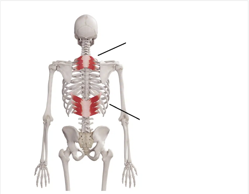 <p>identify the upper muscle</p>