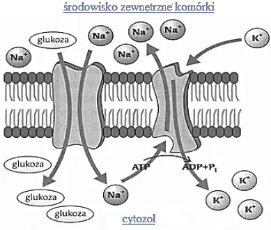 <p>jakie cząsteczki są transportowane ze światła jelita do wnętrza komórek nabłonka jelita w sposób analogiczny ze schematu</p>