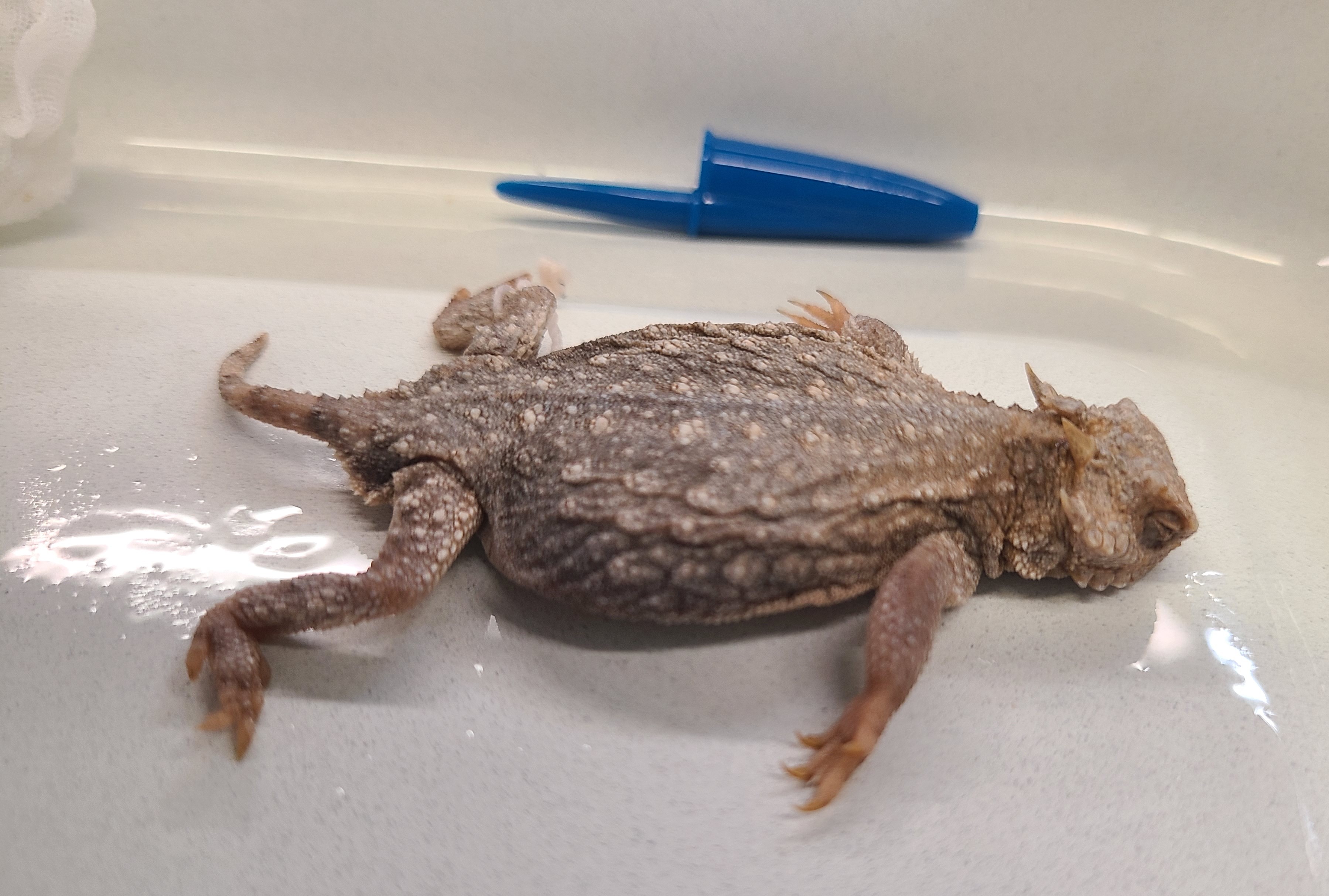 <p>Order and Family of Phrynosoma modestum</p>