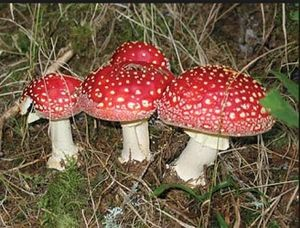 <p>Basidiomycota</p>