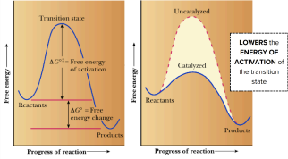 <p>Difference between the average free energy of the energies of the product and reactants for the given reaction; typically describes the direction the reaction will tend to proceed</p><ul><li><p>Negative value(-)</p><ul><li><p>Rxn is favored from left to right</p></li><li><p>Spontaneous </p></li><li><p>Independent of the mechanism </p></li></ul></li></ul><p></p>