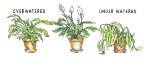 <p>Waterlogged soils do not contain much oxygen. Why then does the overwatered plant look unhealthy?</p>