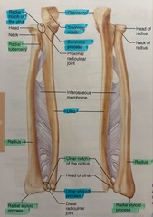 <p>radial tuberosity, ulnar notch, and styloid process of radius</p>