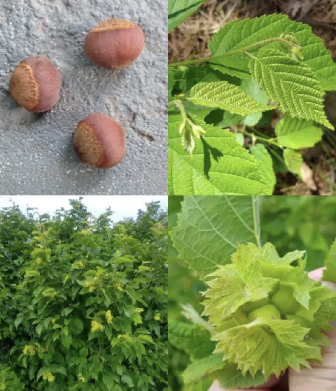 <p><em>Corylus americana</em></p>