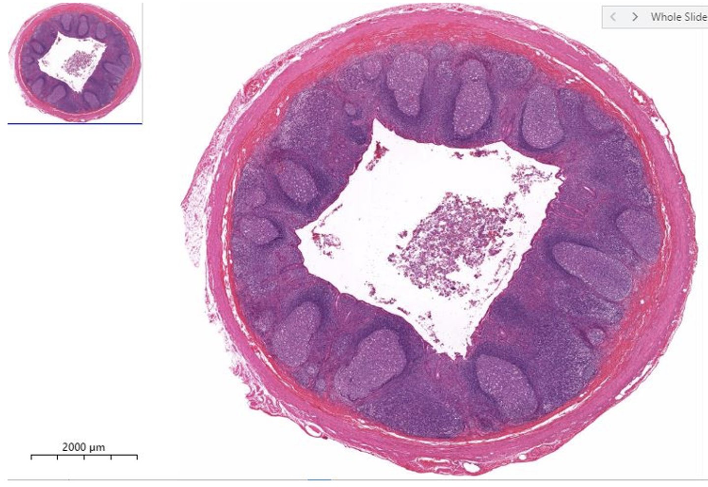 <p>Identify the organ</p>