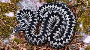 <ul><li><p>only venomous snake found in the uk</p></li><li><p>grey colour, distinct dark zig zag pattern down its back</p></li><li><p>red eyes</p></li></ul><p></p>