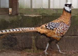 <p>welk type kip is dit</p>