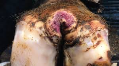 <p>This condition commonly affects dairy cattle (but it can happen in beef), problematic because it is costly for milk production</p>