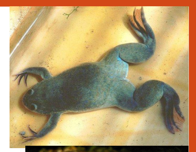 <p>name this animal</p>